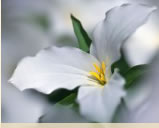 Whether it is your wedding, anniversary, family reunion or birthday, celebrating the special occasion in The Islands of The Caribbean will bring you closer together. Whether it is your wedding, anniversary, family reunion or birthday, celebrating the special occasion in The Islands of The Caribbean will bring you closer together.